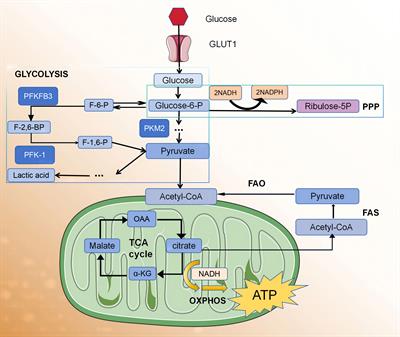 Metabolic changes with the occurrence of atherosclerotic plaques and the effects of statins